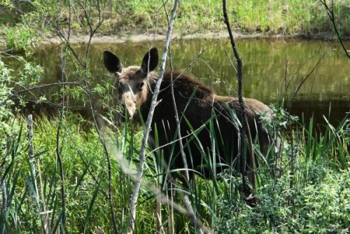 Животные из Чернобыля