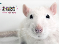 Мимимишные обои на Новый год крысы 2020