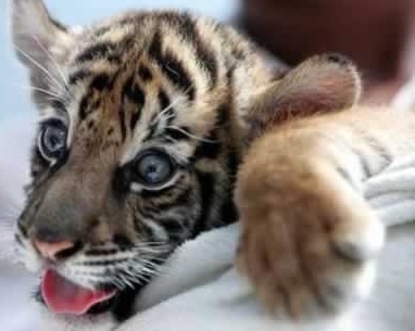 Зверье мое!