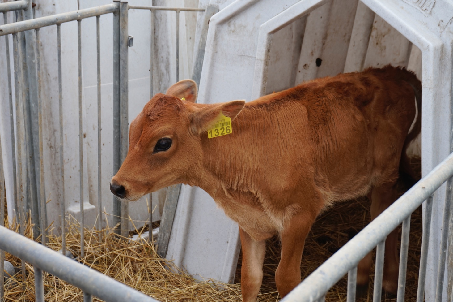 Сырная ферма