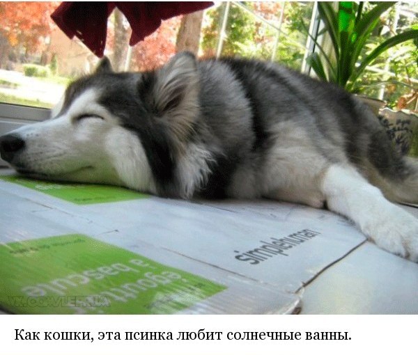 История одной идельной хаски
