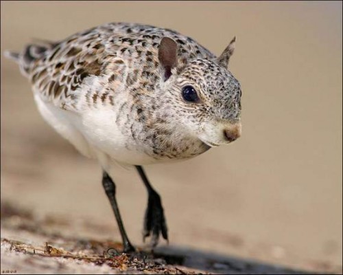 Последствия Чернобыля