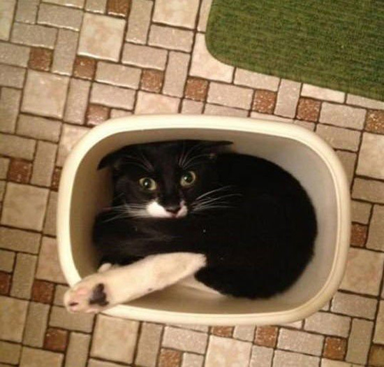 Пушистики "А мне так удобно"