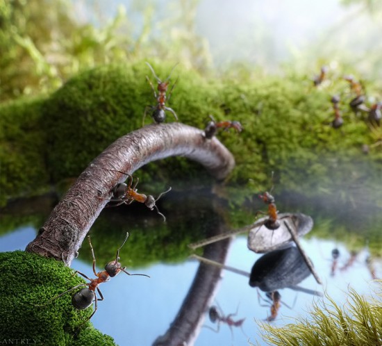 Удивительный мир муравьёв Андрея Павлова