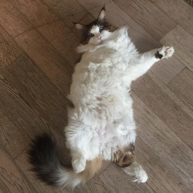 Самсон - самый толстый котик в мире