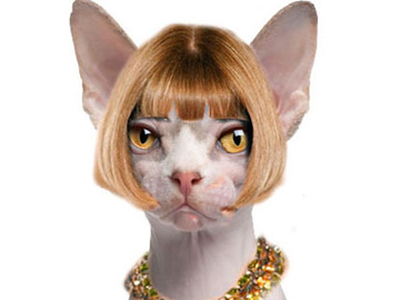 fashion animals
