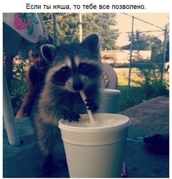 10 принципов жизни енота