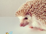 Белоснежная Дарси