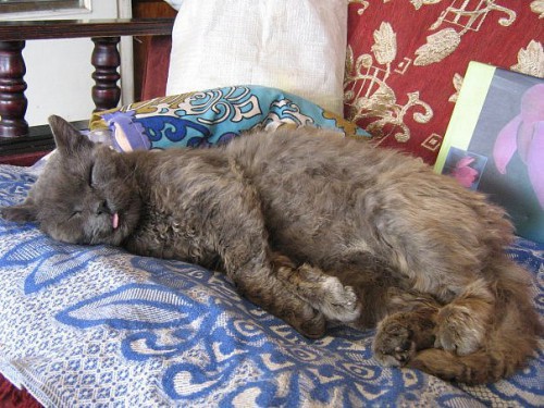 Ленивые животные