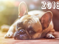 Отдыха в Новом году собаки 2018