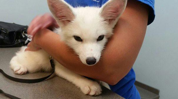 Необычные домашние питомцы