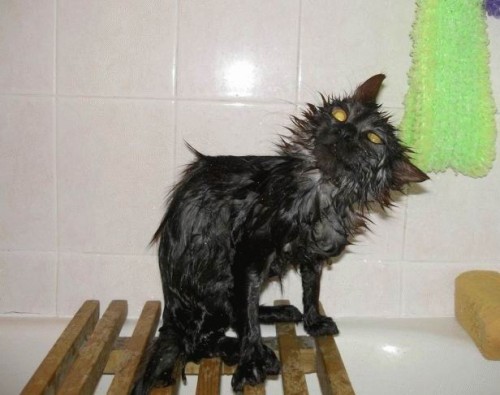 Мокрые кошки