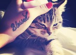праздничные коты праздничные коты