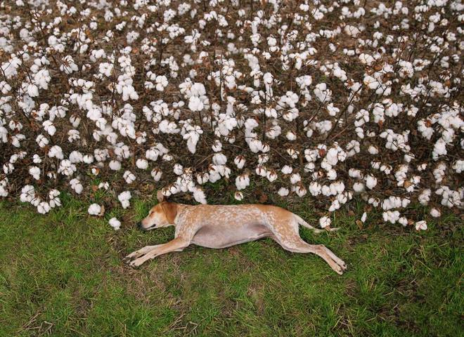 Невероятные приключения собаки-путешественницы Мэдди по Америке
