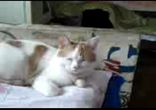 кошак