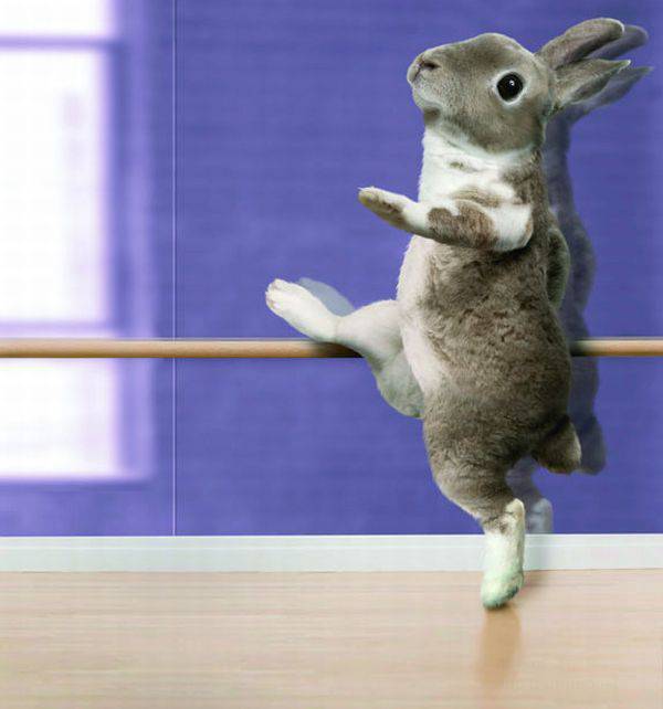 Танцующие кролики