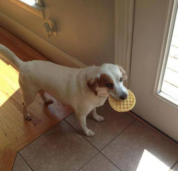 Самые очаровательные воришки