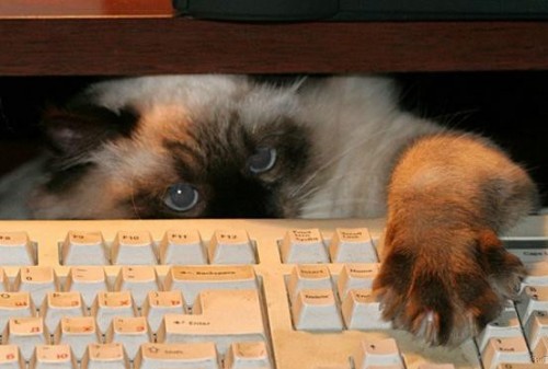 Котенок на клавиатуре фото