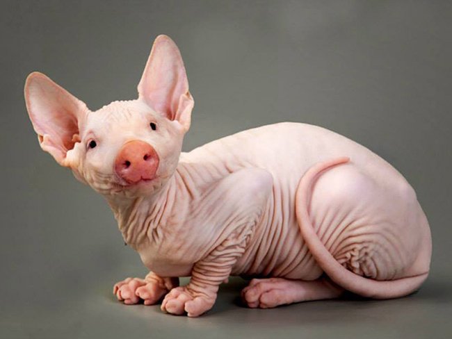 Создания, которых страшно было бы встретить