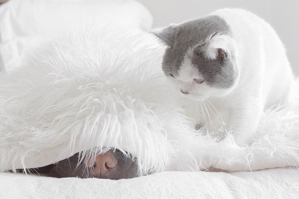 Самая милая фотосессия шарпея и кота