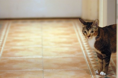 Пойми меняу