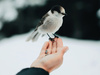 птичка на руке