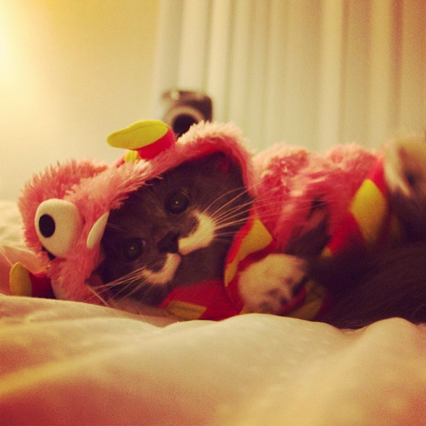 КотикиКотики