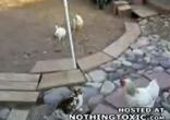 Крутые курицы