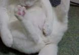 Кот-изващенец