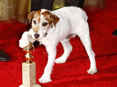 Собака Угги получила собачий Оскар