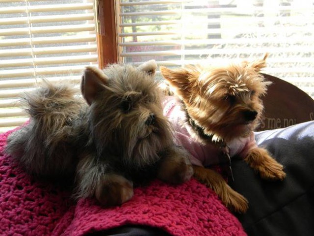 ТОП 15 лучших двойников