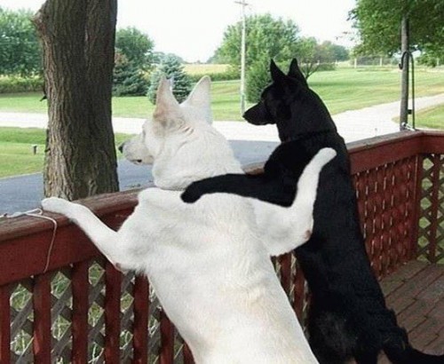 Смешные животные