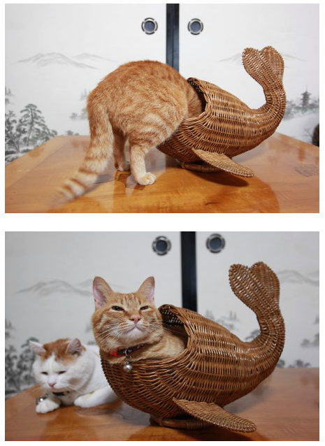 Рыжий Чудо-юдо-рыба-кот