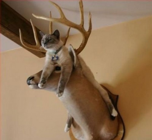 Вездесущие коты