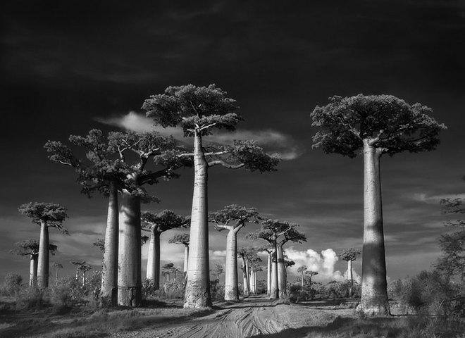 Самые древние деревья мира