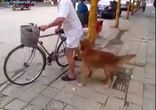 Верный пес охраняет велосипед