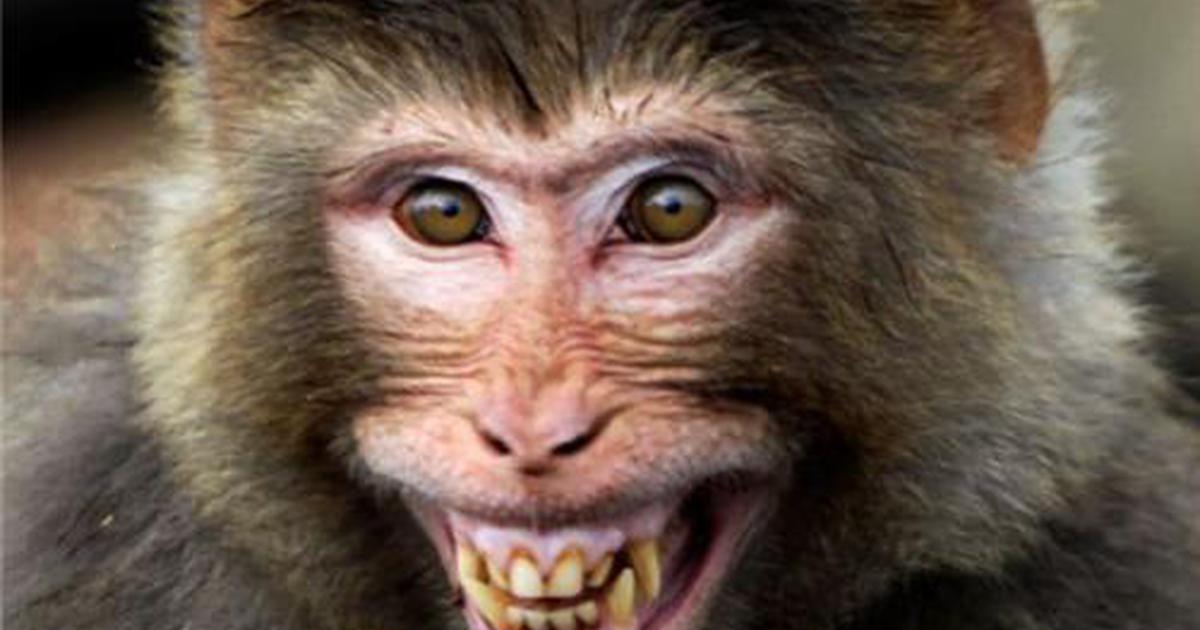 Заставки на телефон обезьяны смешные