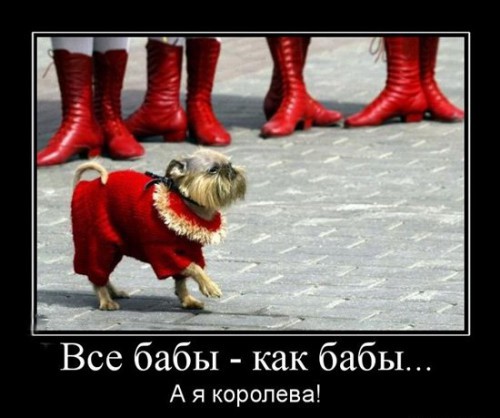 Прикольные демотиваторы