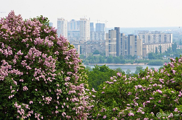 Сирень в Киевском ботсаду