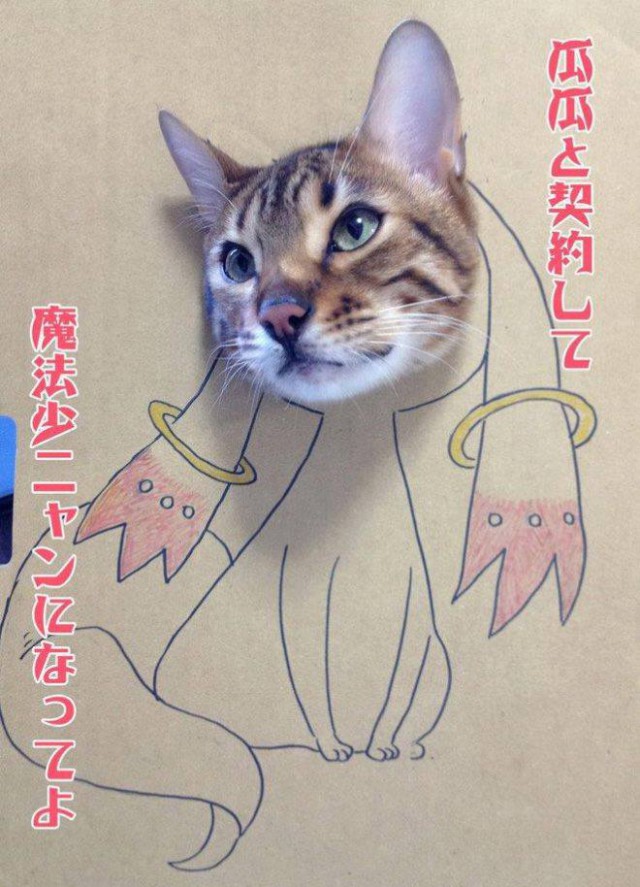 Фотосессия картонного кота