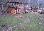 Овечка думает, что она собака