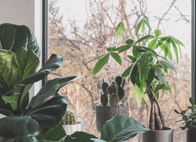 Комнатные растения