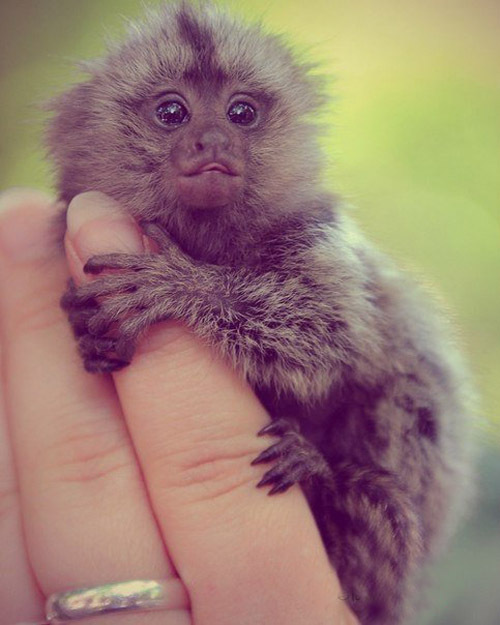 Самая маленькая обезьянка в мире