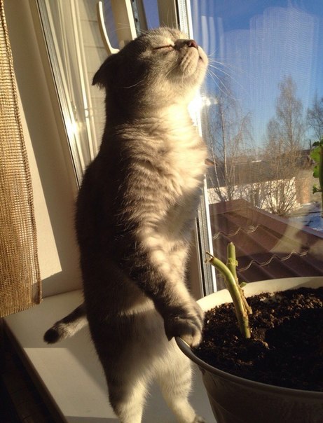 Кот, который увидел солнце