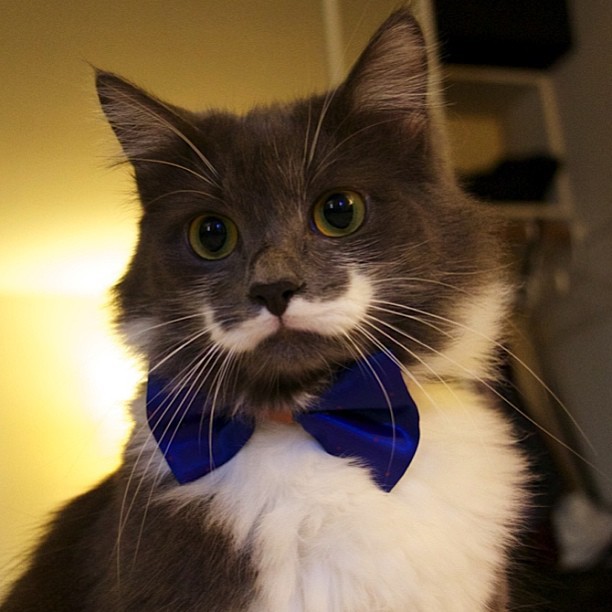 КотикиКотики