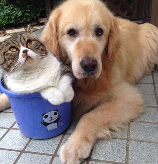 Лучшие друзья: Пес Оливер и кот Араши