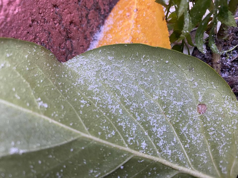 сніг у Києві