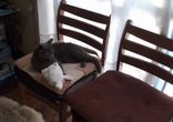Кошечка приоделась