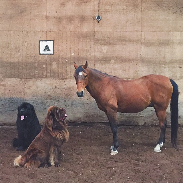 Собаки и лошадь