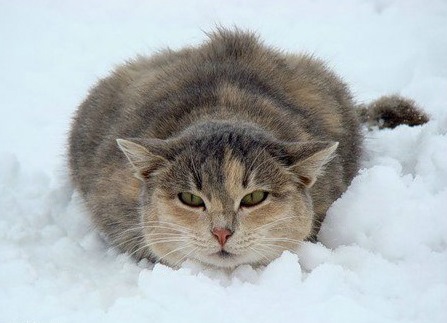 Говорите с кошками!